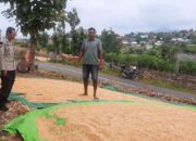 Sinergi Sukseskan Swasembada Pangan, Bhabinkamtibmas Polsek Donggo Bantu Petani Hingga Proses Penjemuran