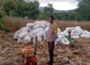 Bhabinkamtibmas Polsek Madapangga, Pantau Warga Binaan Yang Panen Jagung