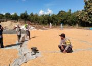 Berpeluh Keringat, Bhabinkamtibmas Polsek Sanggar Bantu Mengeringkan Jagung Milik Warga Binaan