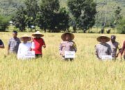 Presiden RI, Pimpin Panen Raya Padi Serentak Secara Virtual Kapolres Bima dan Forkompinda Kabupaten Bima Panen Padi di Desa Teke