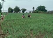 Monitoring Budidaya Bawang Merah Milik Warga, Langkah Bhabinkamtibmas Polsek Soromandi Sukseskan Program Ketahanan Pangan Nasional