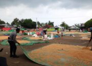 Hadir di Tengah Masyarakat, Bhabinkamtibmas Polsek Madapangga Bantu Pengeringan Jagung Milik Warga