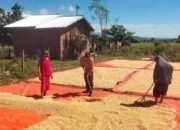 Polri Untuk Masyarakat,dan Sukseskan Swasembada Pangan Bhabinkamtibmas Polsek Woha Bantu Jemur Jagung Warga Binaan