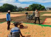 Bantu Jemur Jagung Warga Binaan, Langkah Bhabinkamtibmas Polsek Donggo Sukseskan Swasembada Pangan