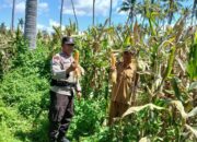 Ketahanan Pangan Nasional, Bhabinkamtibmas Polsek Woha Tinjau Kondisi Tanaman Jagung Warga