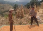 Bantu Proses Penjemuran Jagung Warga Binaan Bhabinkamtibmas Polsek Donggo Sukseskan Swasembada Pangan