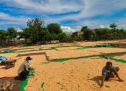 Komitmen Polri Dukung Ketahanan Pangan Nasional, Bhabinkamtibmas Polsek Donggo Pantau dan Dampingi Petani