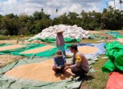 Bhabinkamtibmas Polsek Sanggar, Pantau dan Bantu Jemur Jagung Warga di Desa Binaan