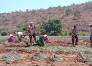 Bhabinkamtibmas Polres Bima Kota Bantu Warga Binaan Panen Bawang Sambil Sampaikan Imbauan Kamtibmas